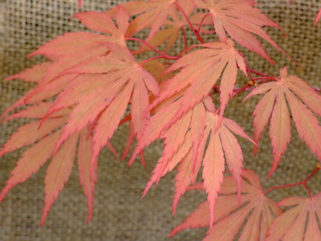 ACER - palmatum - Chitoseyama