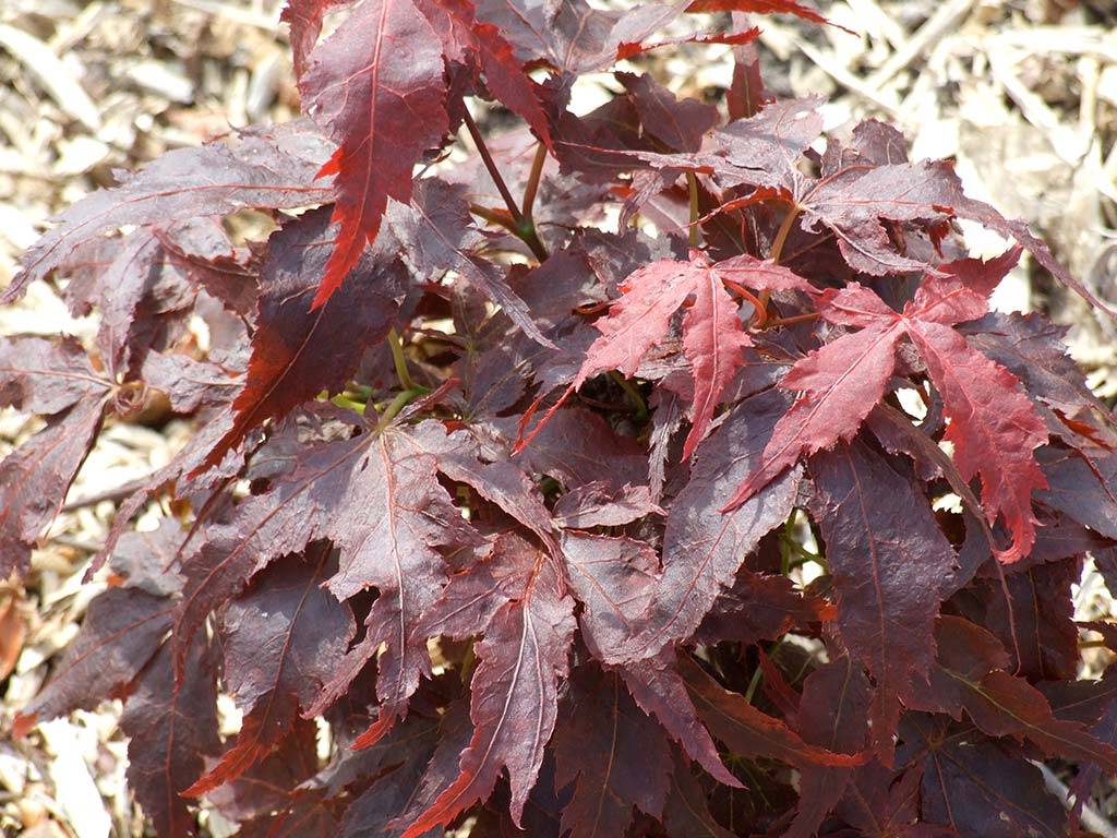 ACER - palmatum - Crumple leaf (= Ruby Ridge)
