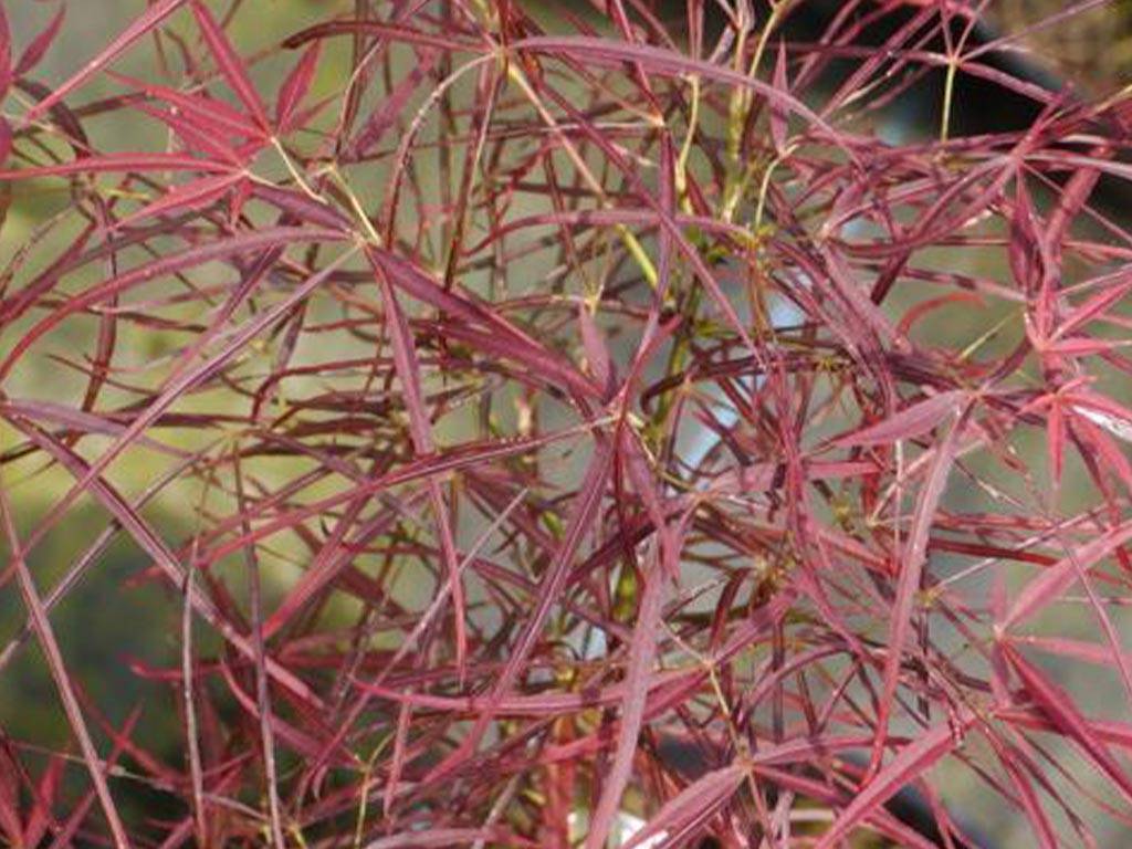 ACER - palmatum - Filifera purpurea