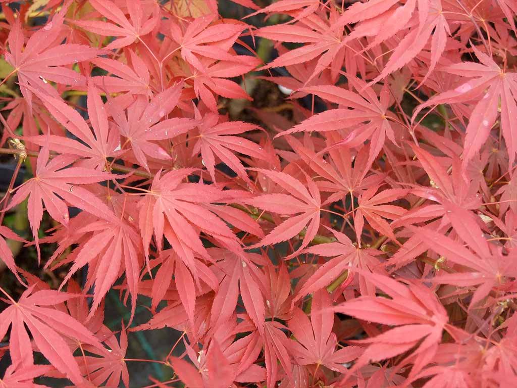 ACER - palmatum - Shikage ori nishiki