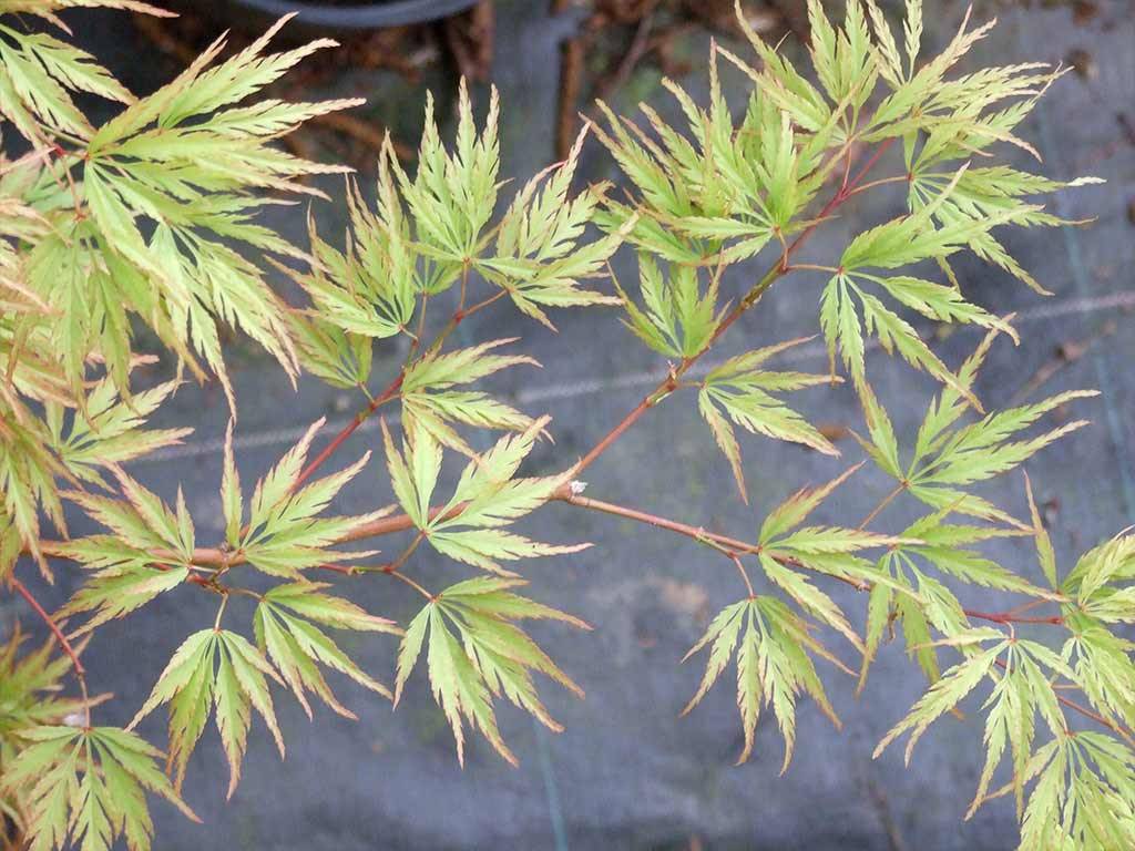 ACER - palmatum - Washi no o
